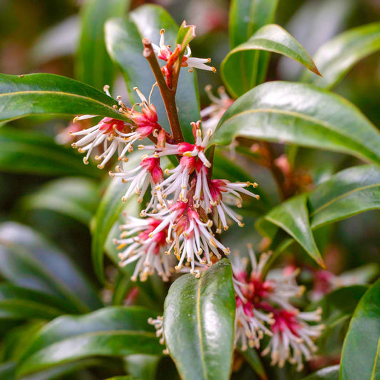 Sarcococca 'Purple Stem'