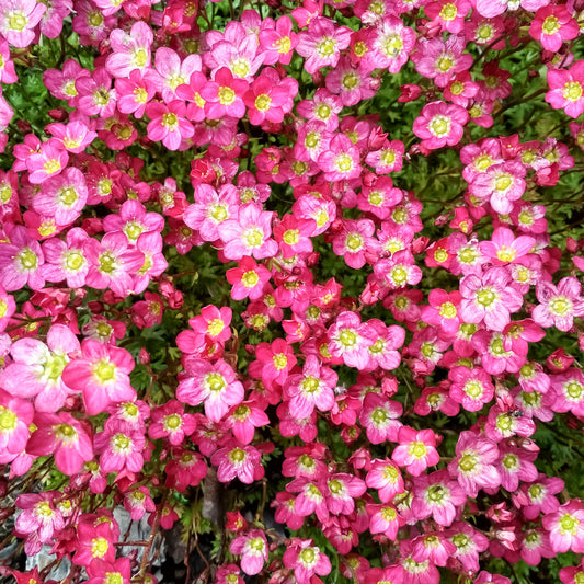 Saxifraga 'Pink'