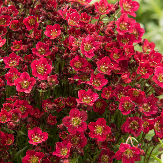 Saxifraga 'Red'