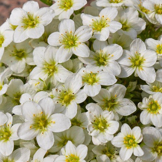 Saxifraga 'White'
