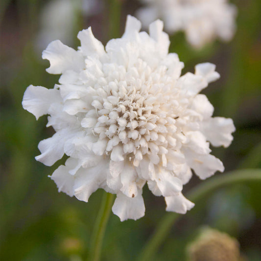 Scabiosa 'Flutter Pure White'