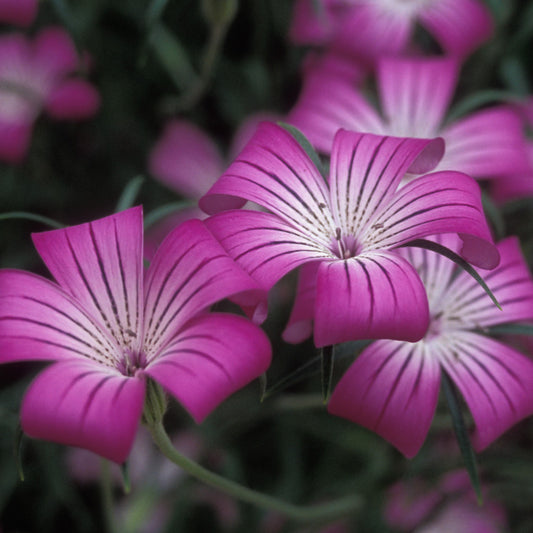 Agrostemma 'Queen Formula Mix'