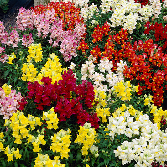 Antirrhinum 'Admiral Mixed'