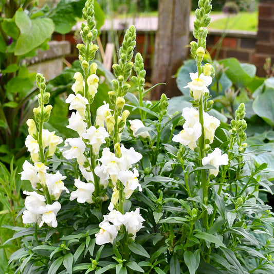 Antirrhinum 'Admiral White'