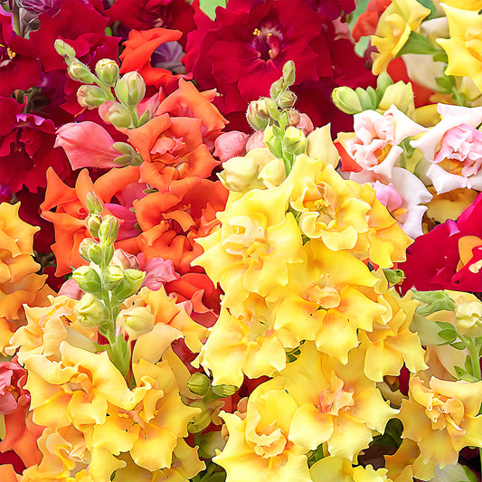 Antirrhinum 'Sweet Duet Mixed' F1