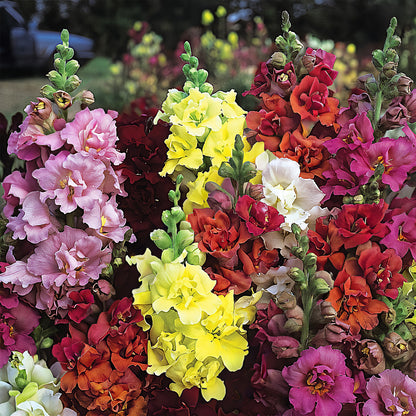 100 Graines De Fleurs Antirrhinum 'Madame Butterfly' F1 Hybrid Mix - Graines De Muflier Pour Jardin