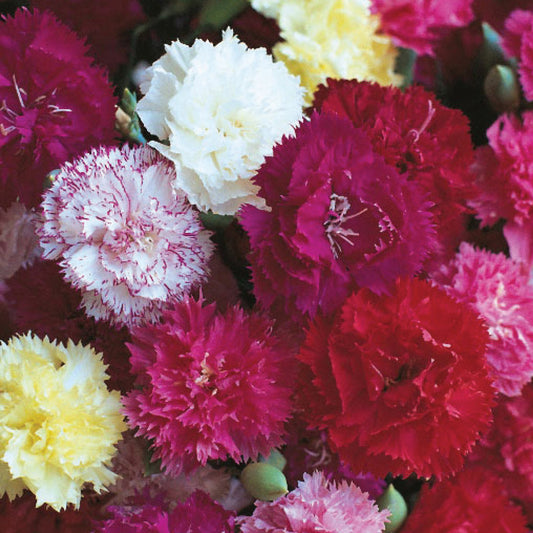 Carnation Hardy Border Mixed