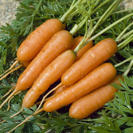 Carrot 'Amsterdam Forcing 3'