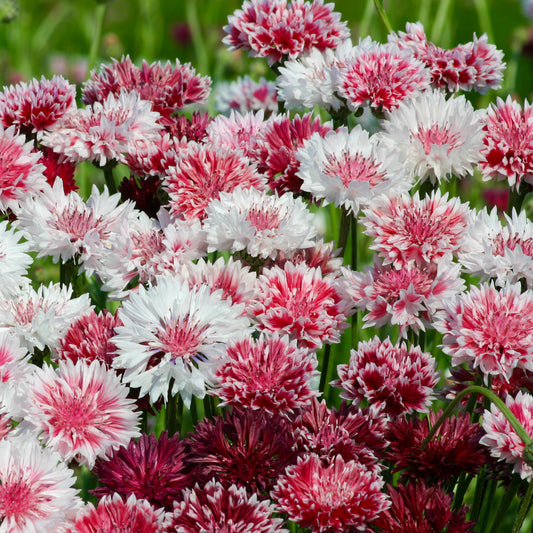 Cornflower 'Classic Romantic'