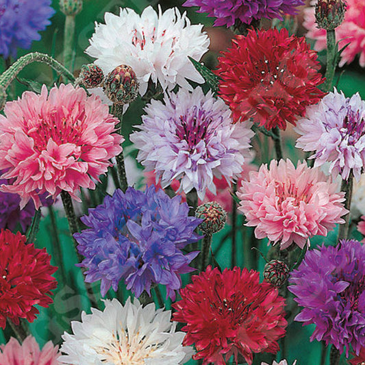 Cornflower Double Mixed
