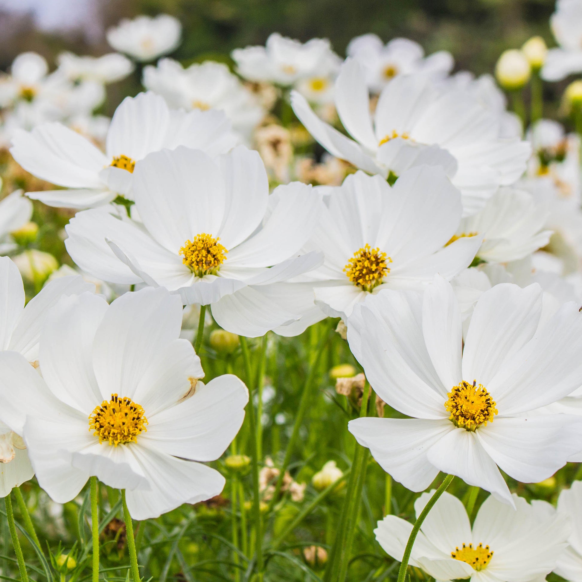 cosmos flower seeds uk Cosmos Purity Seeds | Outdoor Plants
