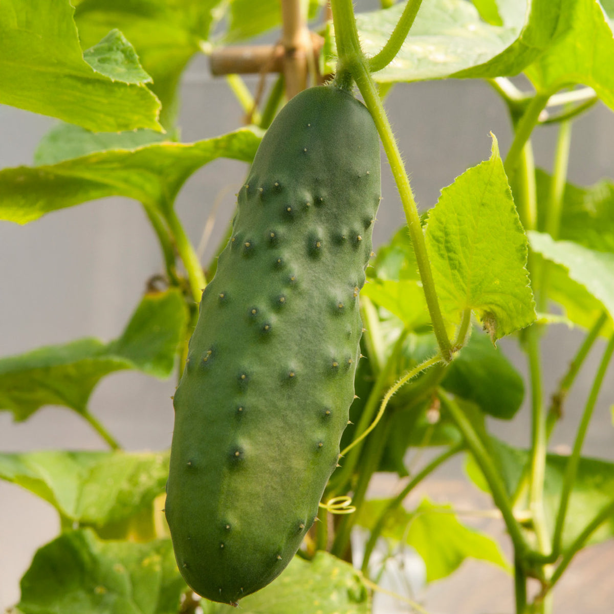 Marketmore Cucumber Seeds | Vine Plants | Free UK Delivery – Gardeners ...
