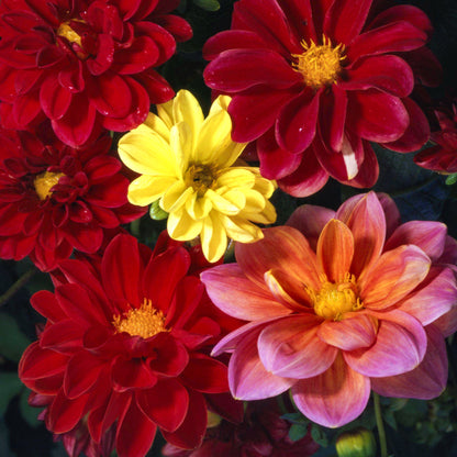Semi Di Dalia Nano Doppia - Per Fioriere E Bouquet, Fioritura Estate-Autunno