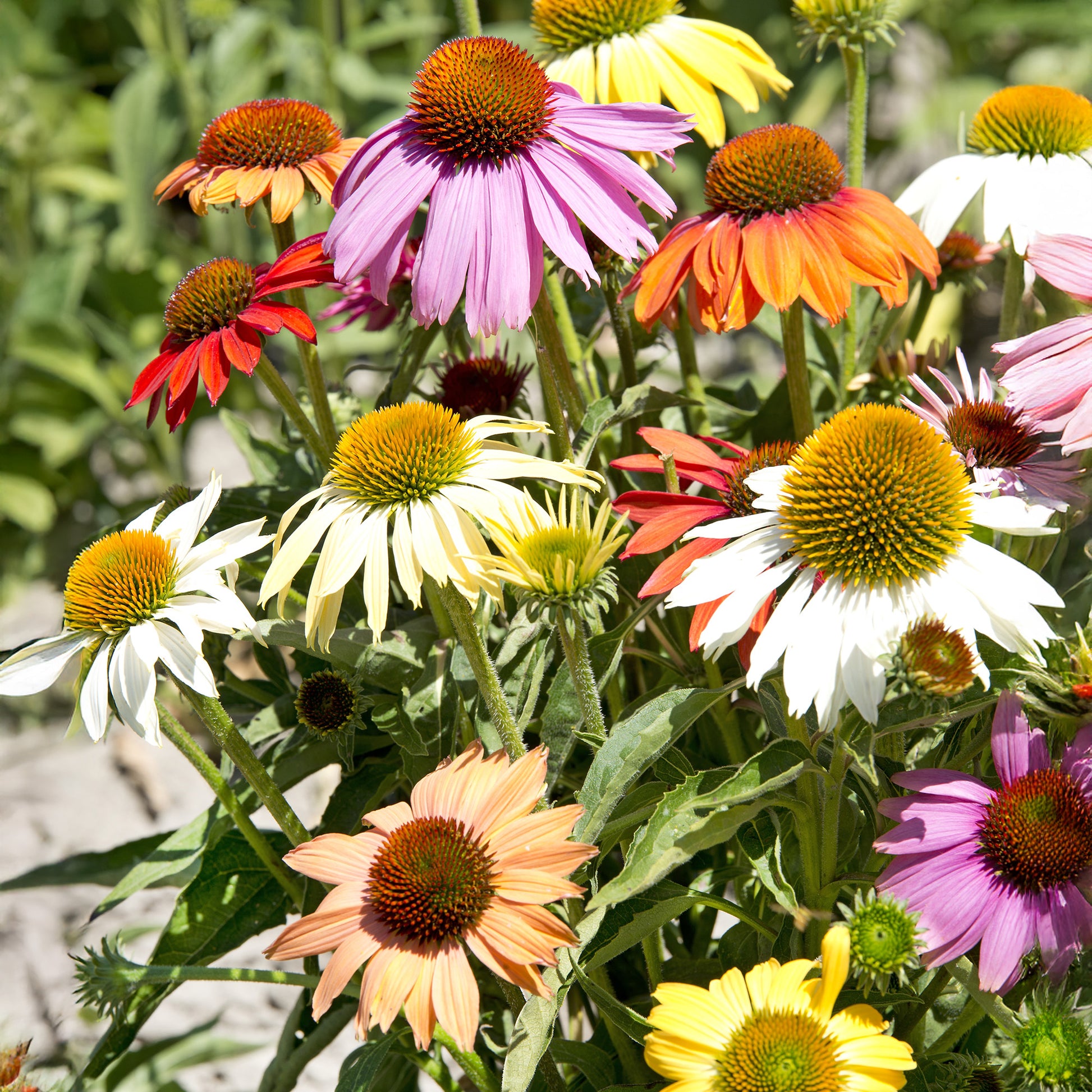 echinacea from seed uk Echinacea Paradiso Dwarf Mixed Seeds