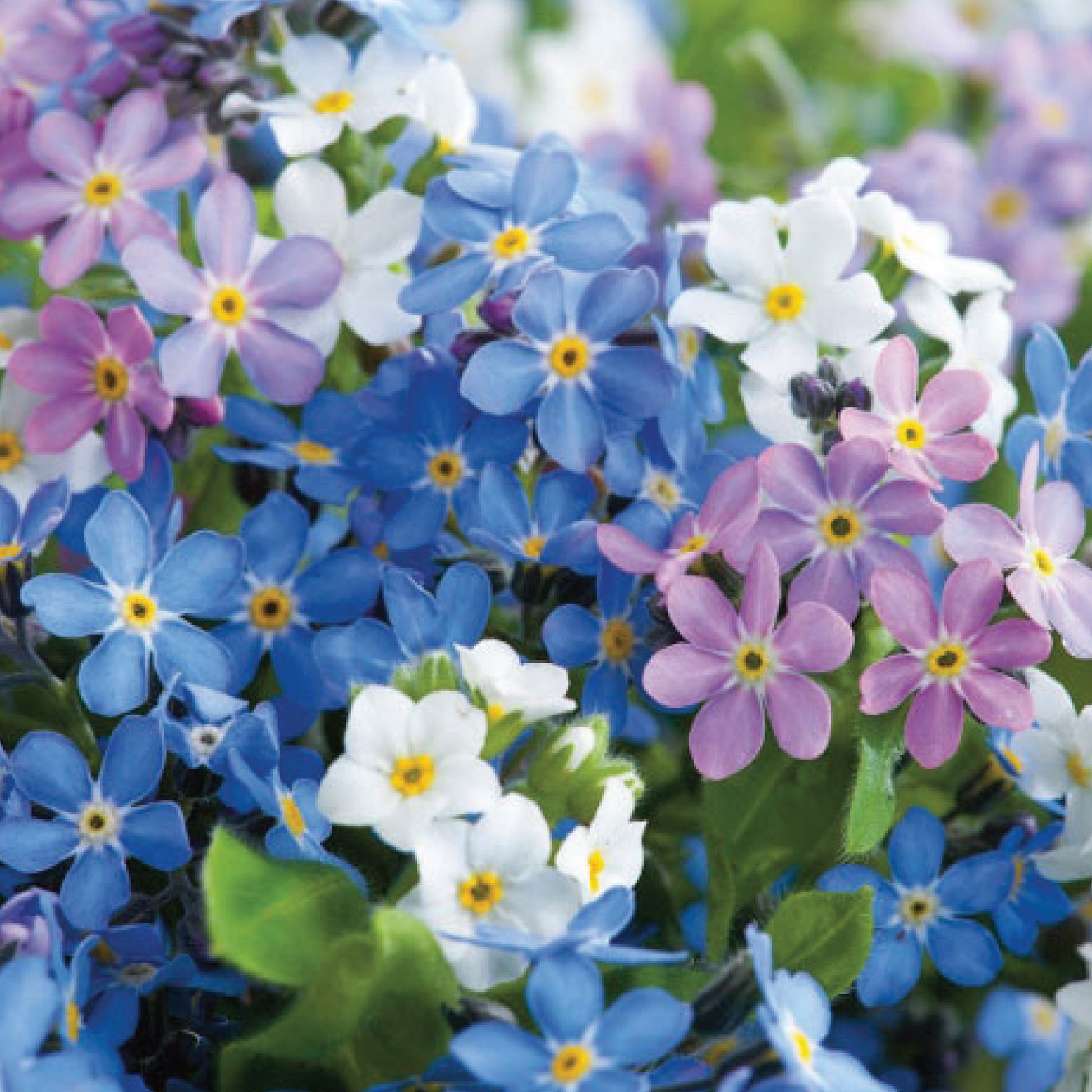 flower seeds uk Forget-Me-Not Victoria Mix Flower Seeds
