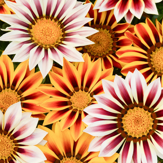 Gazania 'Tigers Stripes'