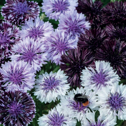 Cornflower 'Classic Magic'