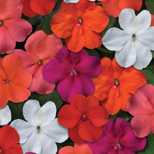 Impatiens 'Beacon Select' Mixed F1
