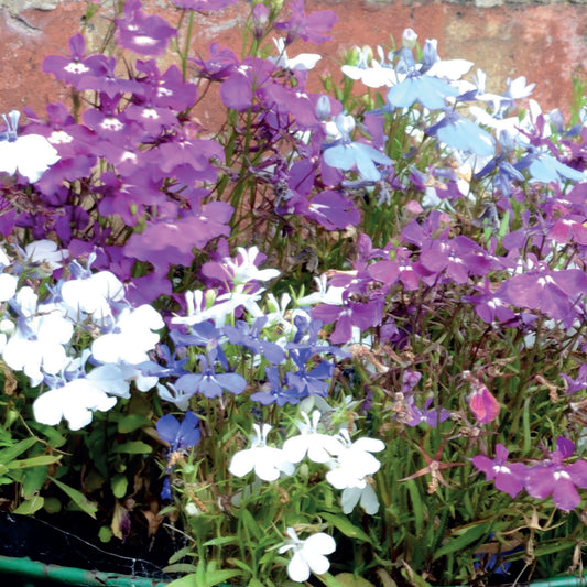 Lobelia String of Pearls Mixed
