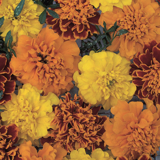 Marigold French 'Boy O Boy'