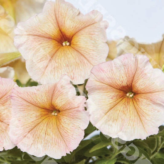Petunia 'Multiflora Ingrid' F1