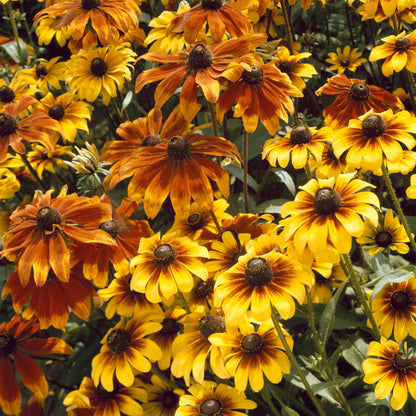 Rudbeckia Rustic Dwarf Mixed | Grow Your Own | Free UK Delivery ...