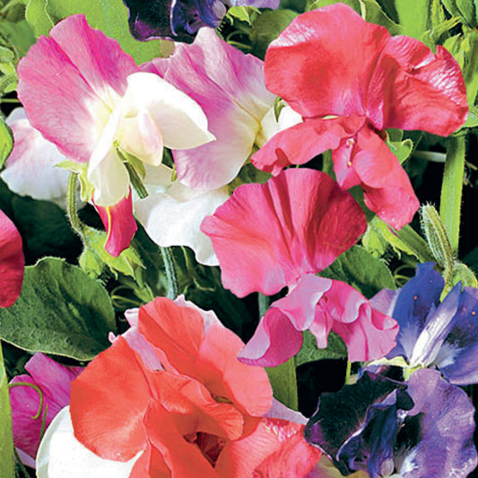 Sweet Pea 'Little Sweetheart' Mix