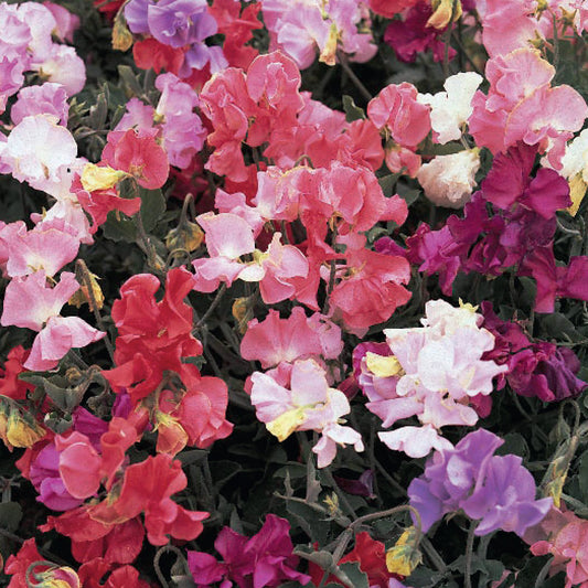 Sweet Pea 'Perfume Delight'