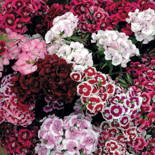 Sweet William 'Auricula-Eyed' Mixed