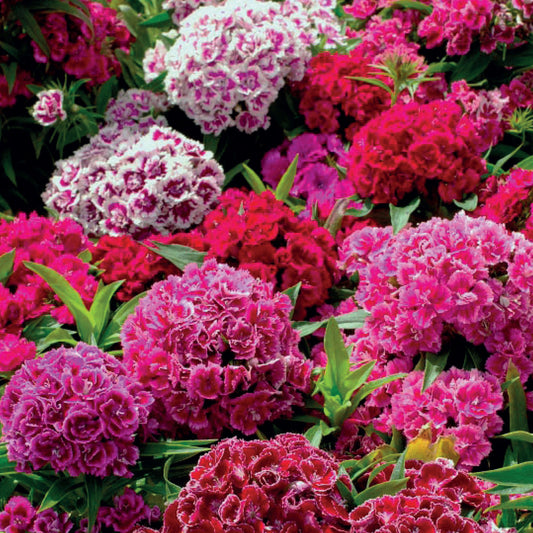 Sweet William 'Crown Double' Mixed