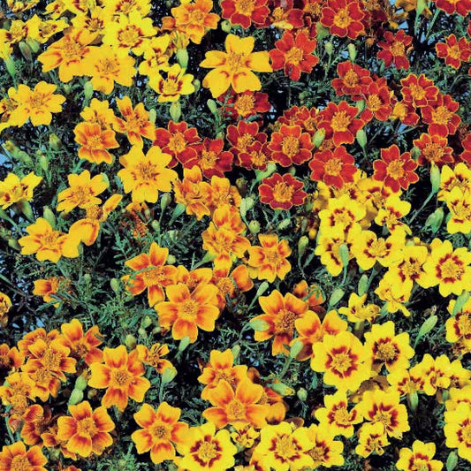 Tagetes 'Starfire'