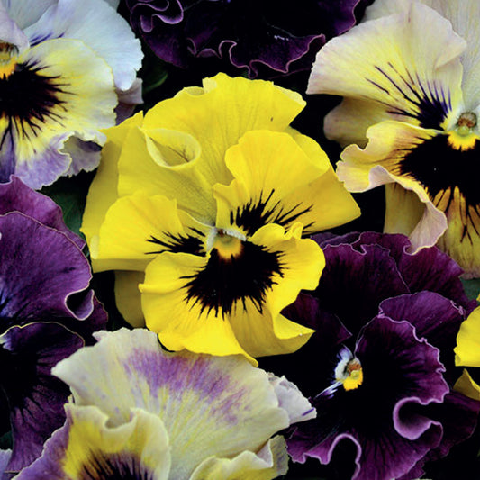 Viola 'Frizzle Sizzle Mini' Mixed F1