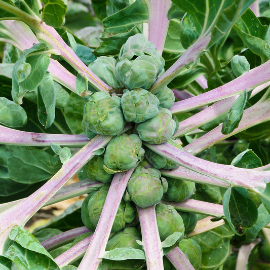 Brussels Sprout 'Groninger'