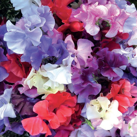Sweet Pea 'Spencer Waved' Mixed