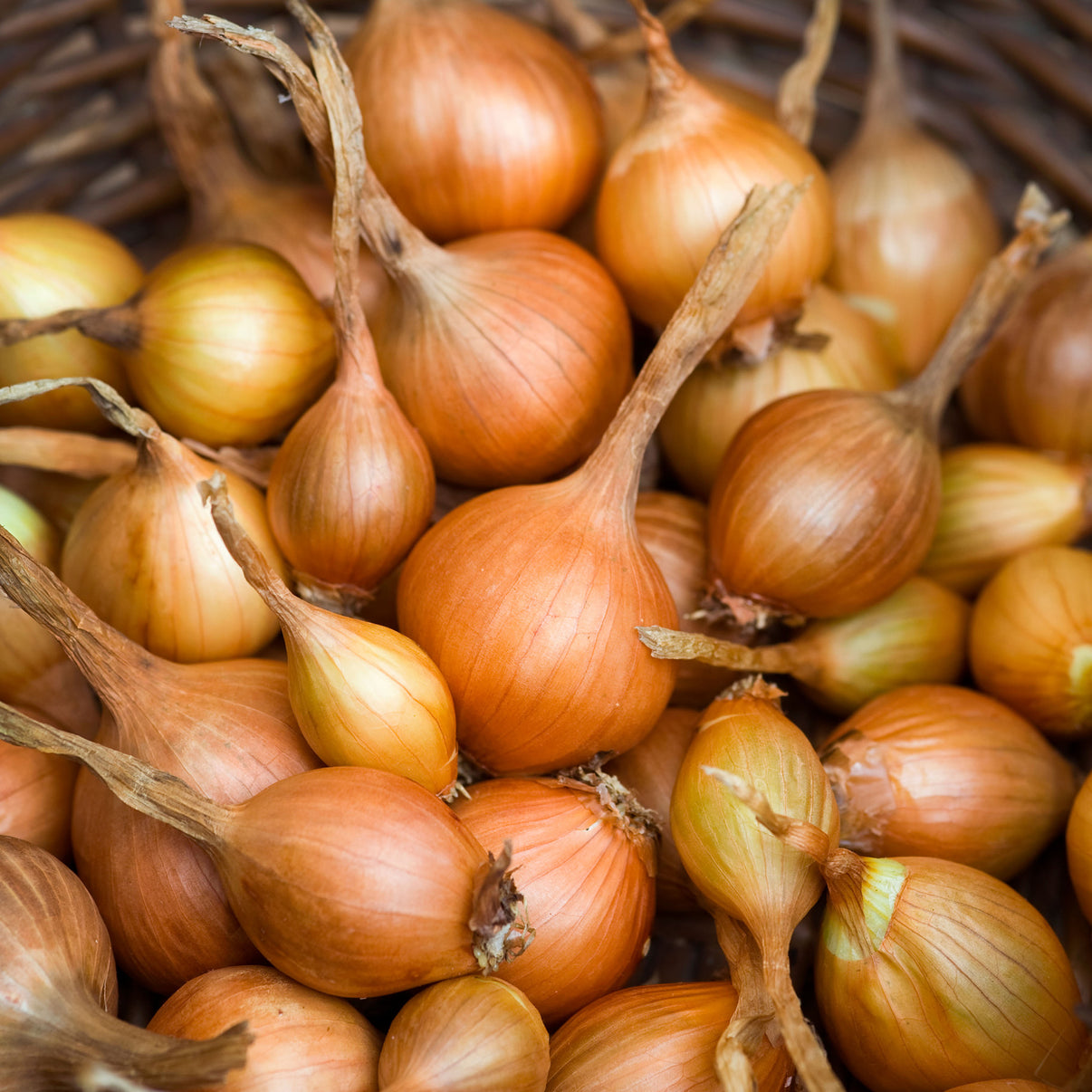 Shallot Golden Gourmet Sets