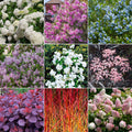 Shrub Mystery Box