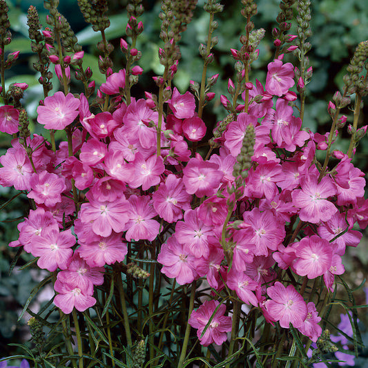 Sidalcea 'Candy Girl'