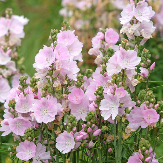 Sidalcea 'Little Princess'