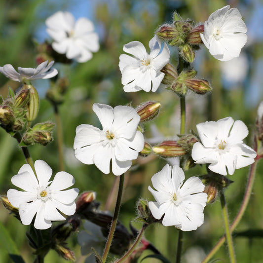 Silene alba