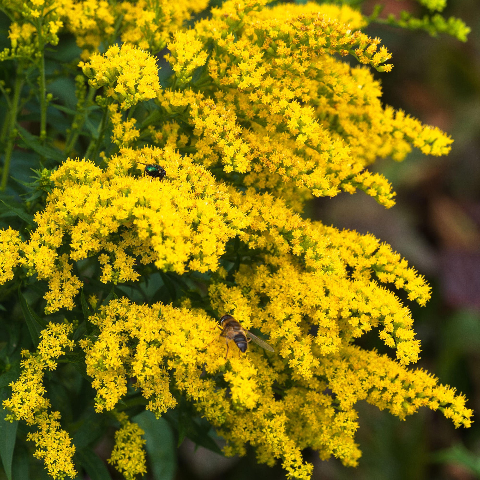 Solidago Golden Rockets Solidago 'Goldkind' | Goldenrod – Gardeners Dream