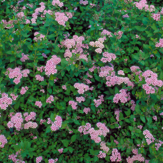 Spiraea 'Little Princess'