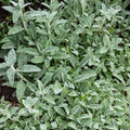 Stachys 'Silver Carpet'
