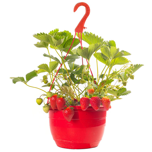 Mixed Strawberry Hanging Basket