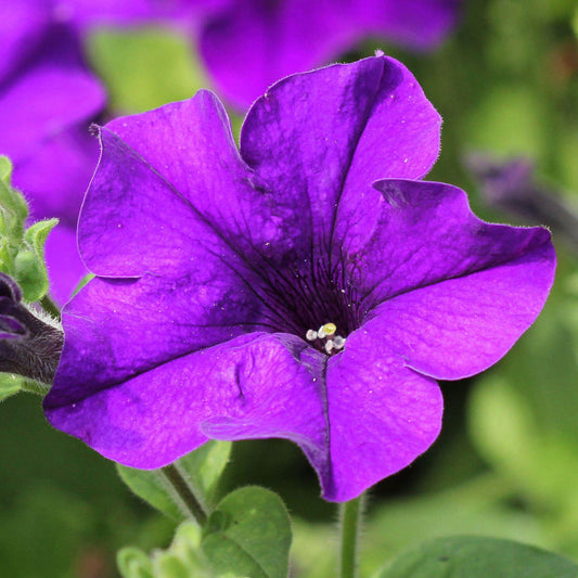 Petunia Blue Basket Plants