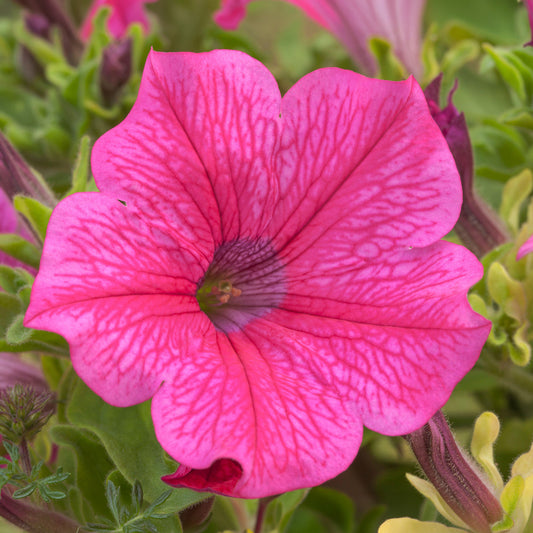 Petunia Hot Pink Basket Plants