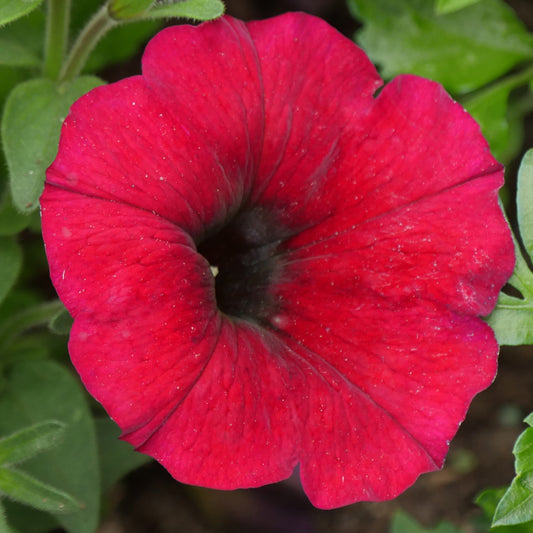 Petunia Deep Red Basket Plants