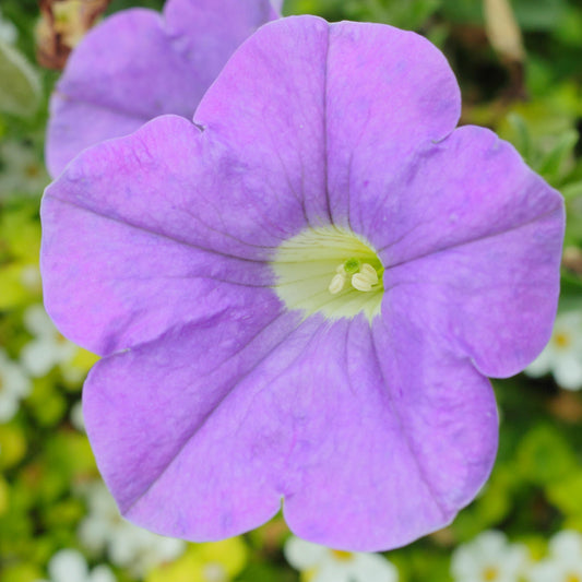 Petunia Heavenly Blue Basket Plants