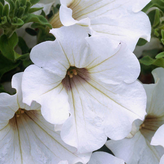 Petunia White Basket Plants