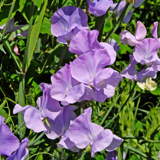 Sweet Pea 'Leamington' Bedding Plants