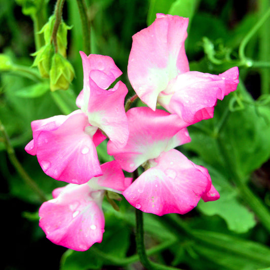 Sweet Pea 'Mrs Bolton'